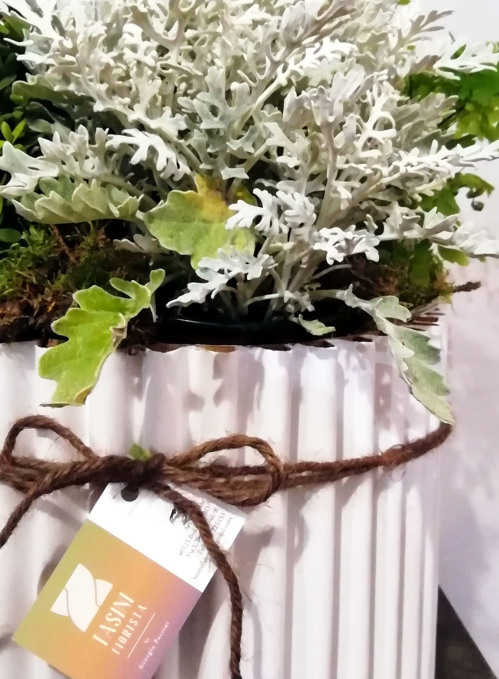 Tasini Fiorista - shop - flowerbox pianta