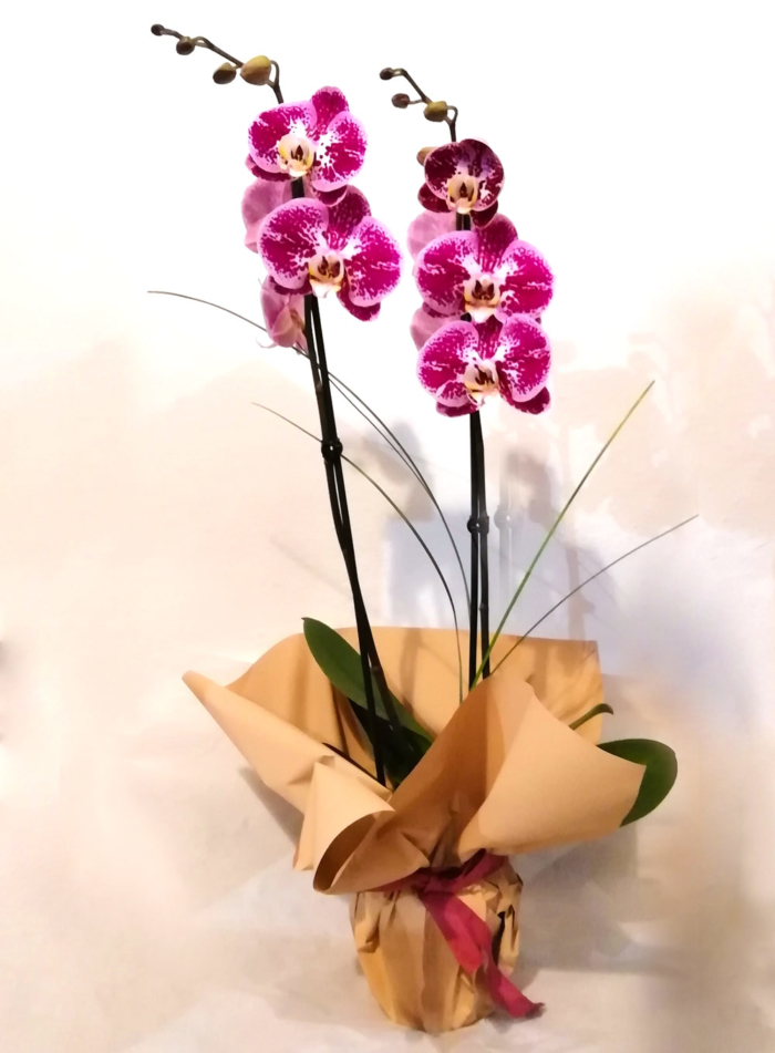 Pianta - orchidea phalenopsis